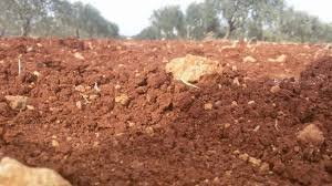 أراضي للبيع في إدلب - مقارنة بين الأراضي المفروزة والمشاع