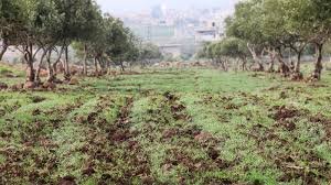 أراضي للبيع في ريف حلب: بين الزراعة والبناء 6 أراضي للبيع في ريف حلب تنوع الاستخدامات بين الزراعة والسكن