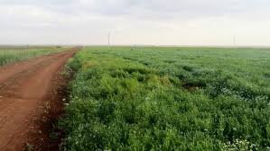 أراضي للبيع في ريف حلب: بين الزراعة والبناء 7 أراضي للبيع في ريف حلب طلب متزايد على أراضي الاستثمار