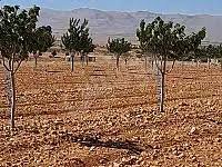 أراضي للبيع في ريف دمشق - المناطق التي شهدت إقبالًا مرتفعًا